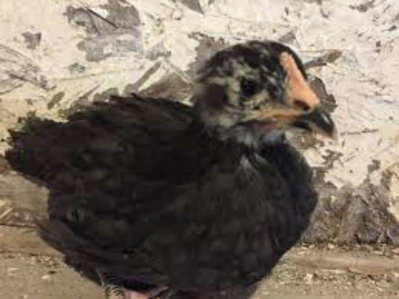 Australorp 3 weeks old chicks for sale 2