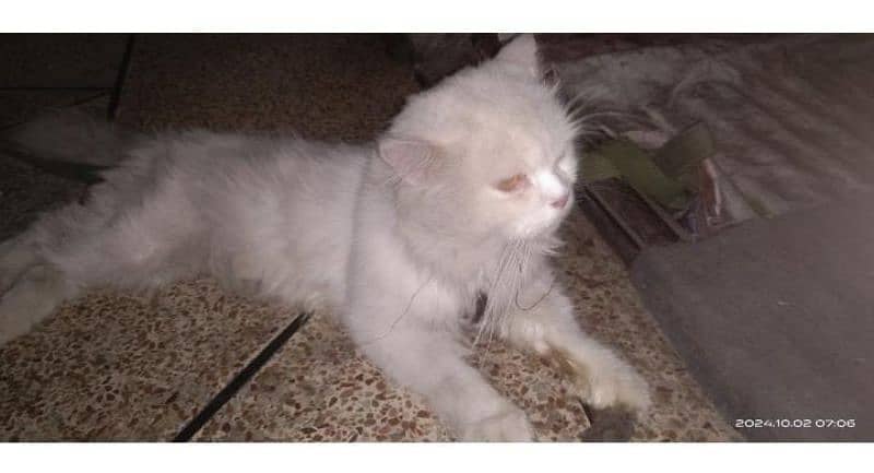 cats for pair male or female hai age 1 year hai 1 time breeding 1