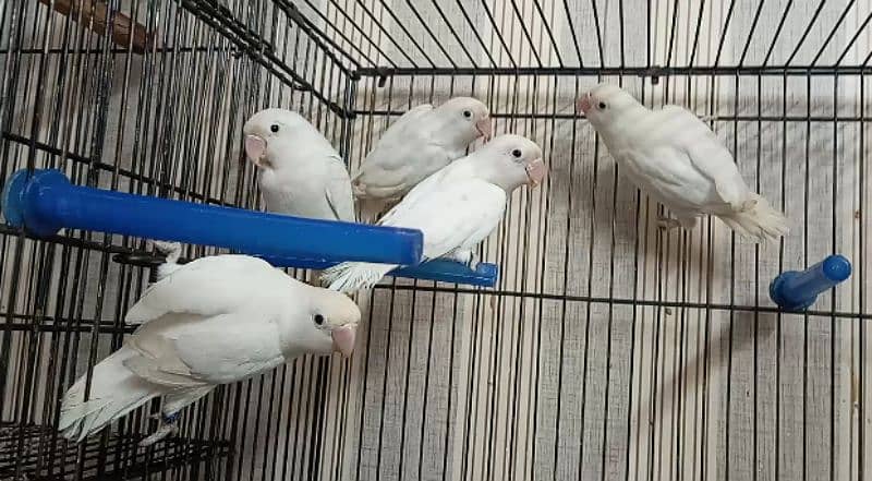 Violet Parblue split ino, Albino Red Eyes,Albino split ino 03317862112 4