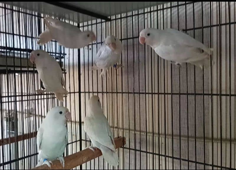 Violet Parblue split ino, Albino Red Eyes,Albino split ino 03317862112 6