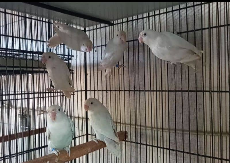 Violet Parblue split ino, Albino Red Eyes,Albino split ino 03317862112 7