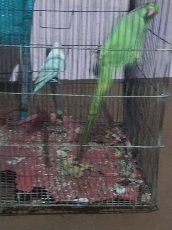 parrot 1