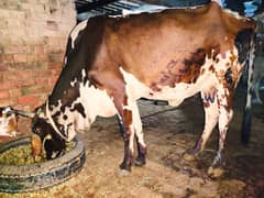 Saiwal Crass cow