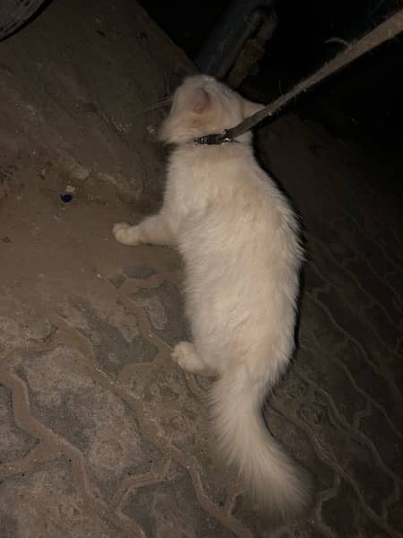 Persian. cat. For. sale. Female 0