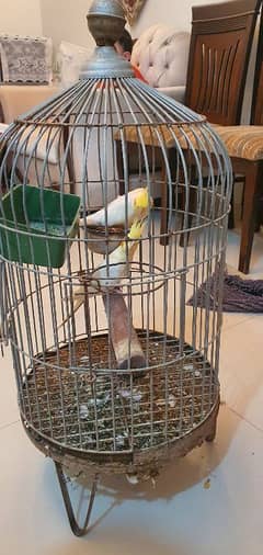 Cocktail Pair For Sale With Cage