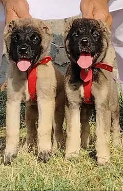 Kurdish kangal dog pair 2 months for sale