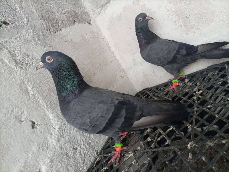 pigeon (kabooter) 7