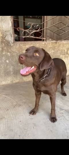 Labrador female