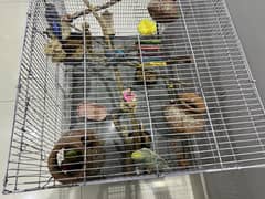 3 Budgie parrots with cage and accessories