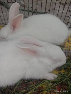 خرگوش rabbit