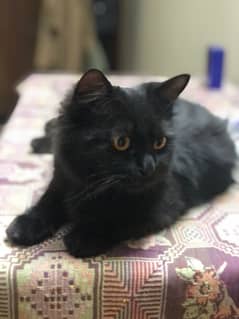 Russian x Persian Black Cat