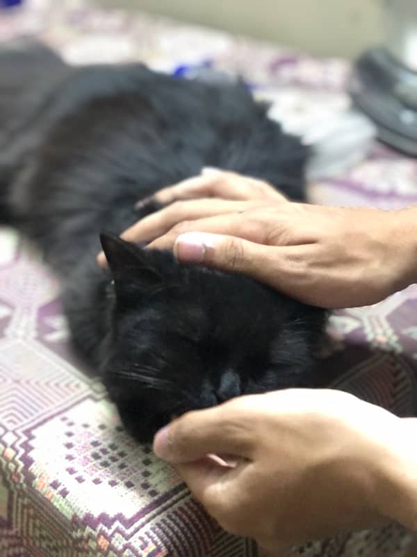 Persian Black Cat 4