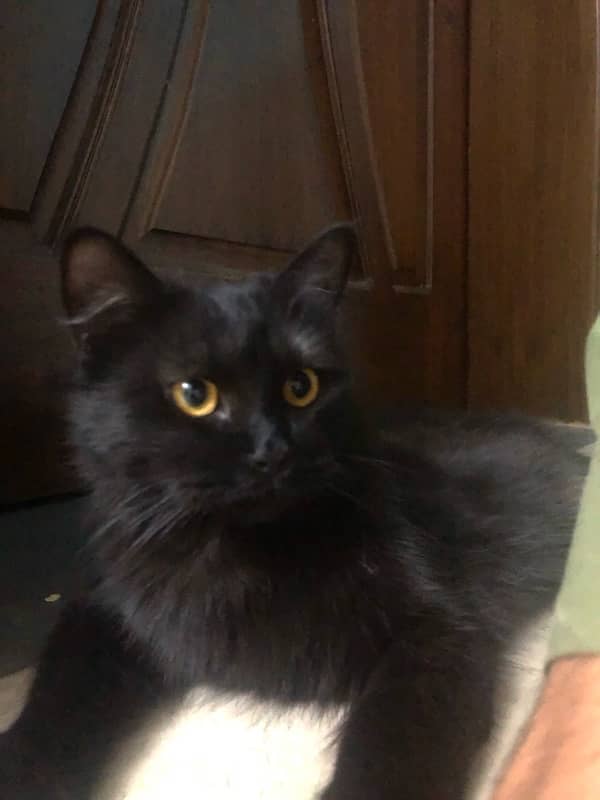 Persian Black Cat 10