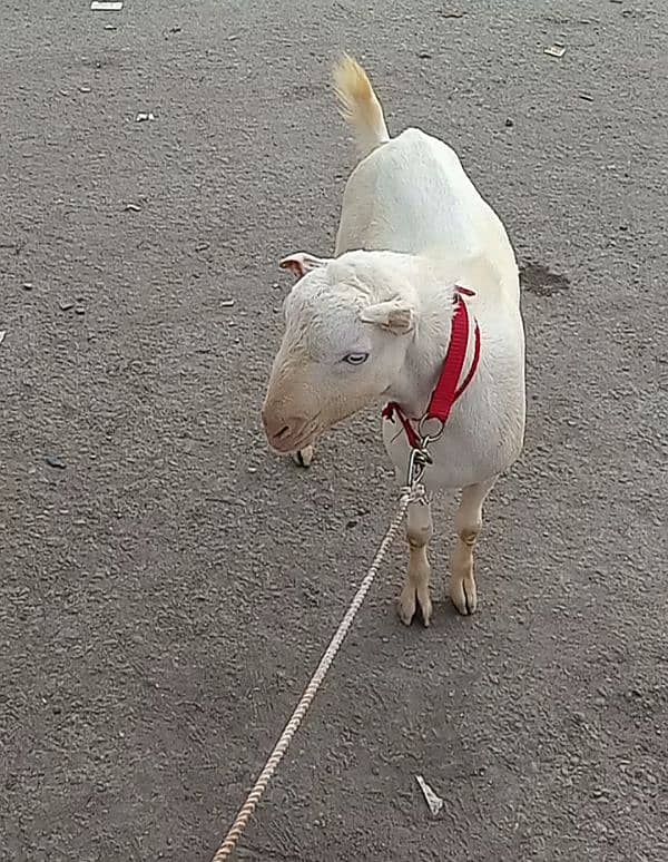 1 Kala chamba Tapra & 1 Tedda white Eyes Gulabi. Goats in karachi 4