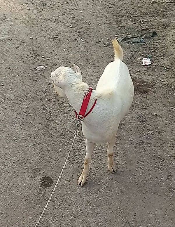 1 Kala chamba Tapra & 1 Tedda white Eyes Gulabi. Goats in karachi 5