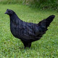 AYAM CEMANI