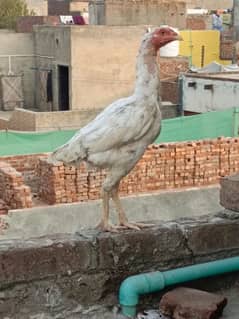 Heera cross female for sale