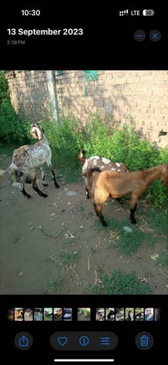 Goats for sale