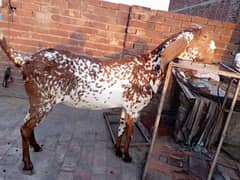 betal goat for sale