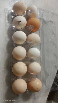 fresh desi eggs available for sell