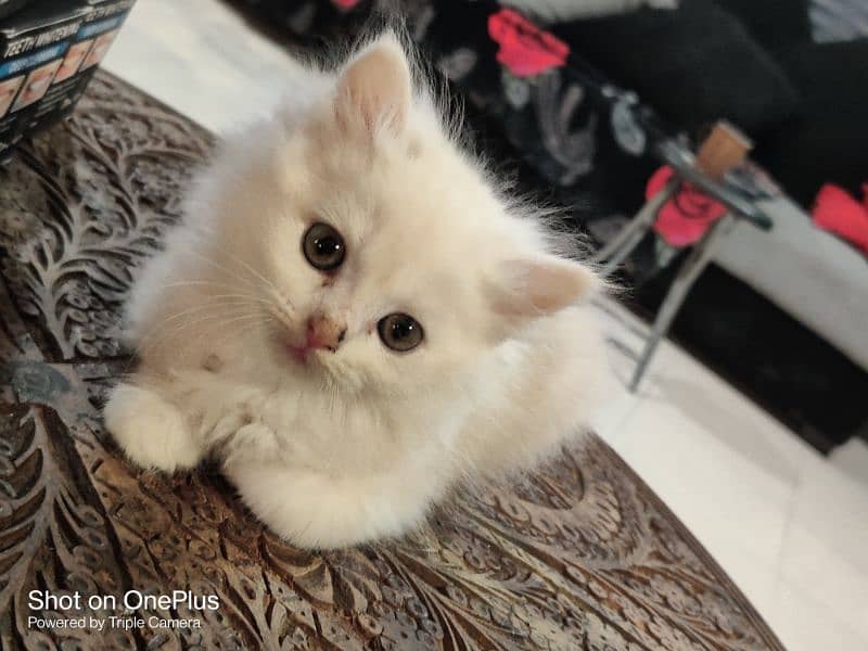 Persian kittens available 0