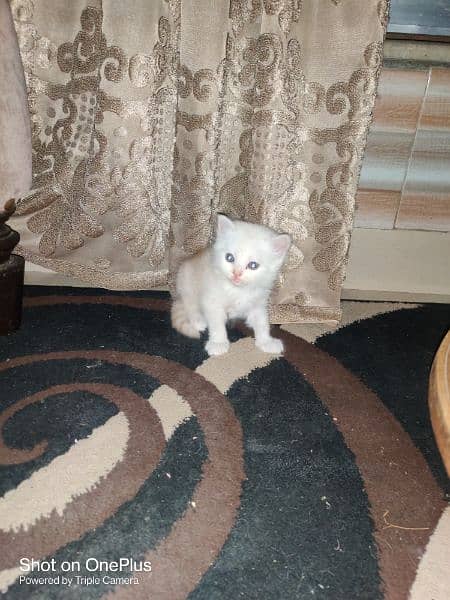 Persian kittens available 2