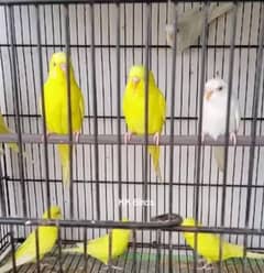 Australian parrots 10 pairs