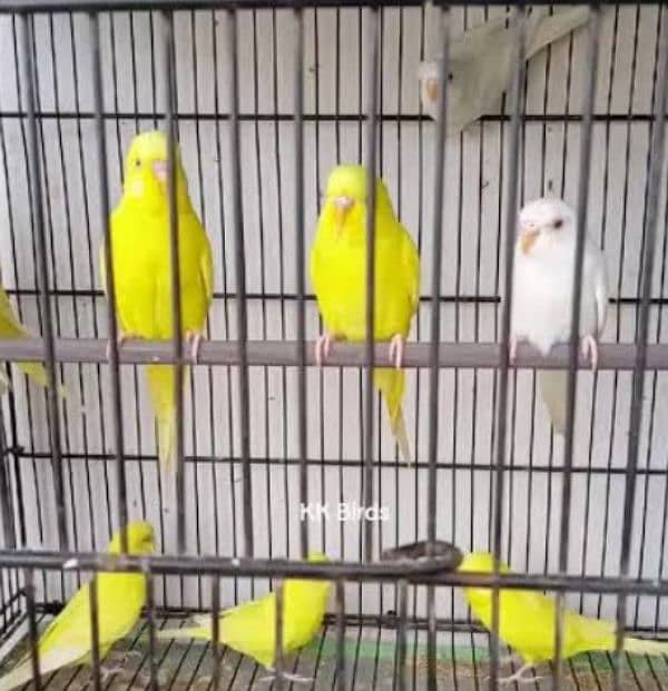 Australian parrots 10 pairs 0