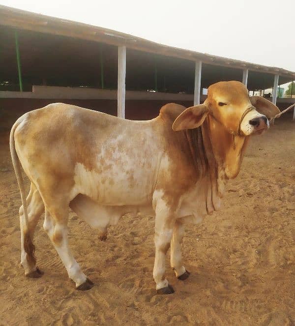 Khaki Bachra (Golden Bull) 2