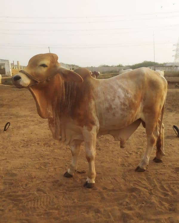 Khaki Bachra (Golden Bull) 4