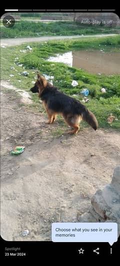 German Shepherd female