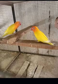 2 pair available Hy Good blood line 0303.8521344