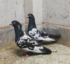 Rampuri breeder pigeons pair high quality kabootar location Sialkot