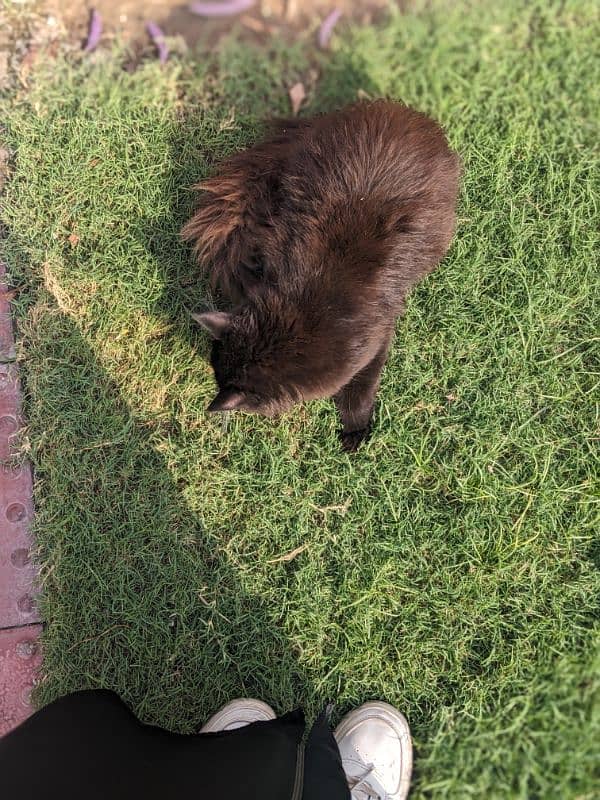 Friendly playful Male Siberian Cat(around 9 months) 2