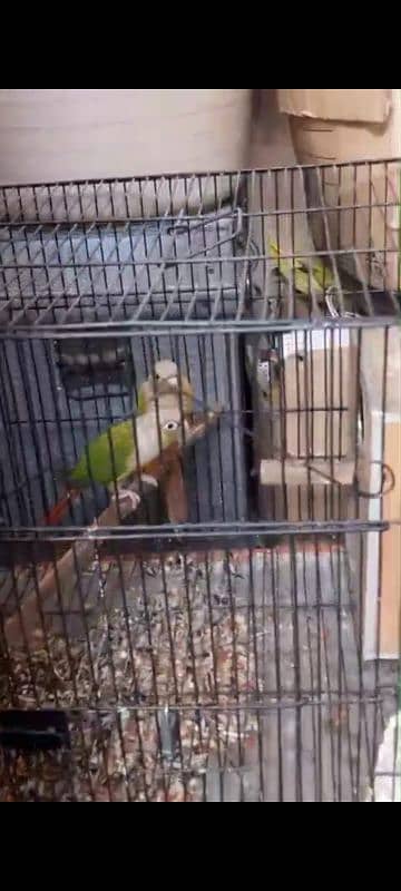 PineApple Conure Pair With DNA 1