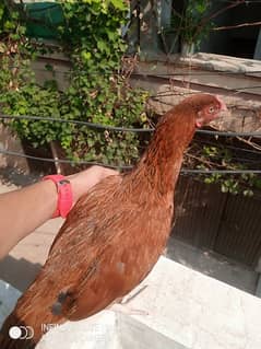 Aseel ma pata nahi Kon si breed a ya Desi ha eggs de rahi ha urgt sal