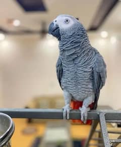 African grey parrot My WhatsApp number 0326/74/83/089