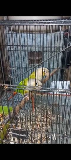 PineApple Conure Pair With DNA 0