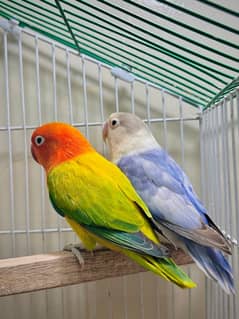 lovebird pair with cage