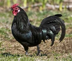 australorp male hen rooster {murghay} available:+923278528851