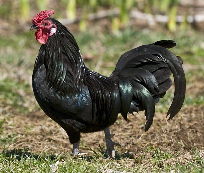 australorp male hen rooster {murghay} available:+923278528851 0