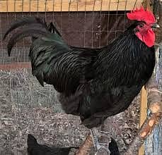 australorp male hen rooster {murghay} available:+923278528851 1