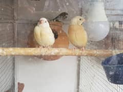 golden/gouldian /goldine/goldean/goldien/goldane/gold/ranboo/finches