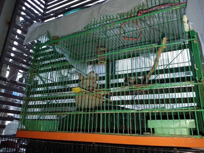 cages for sale 3