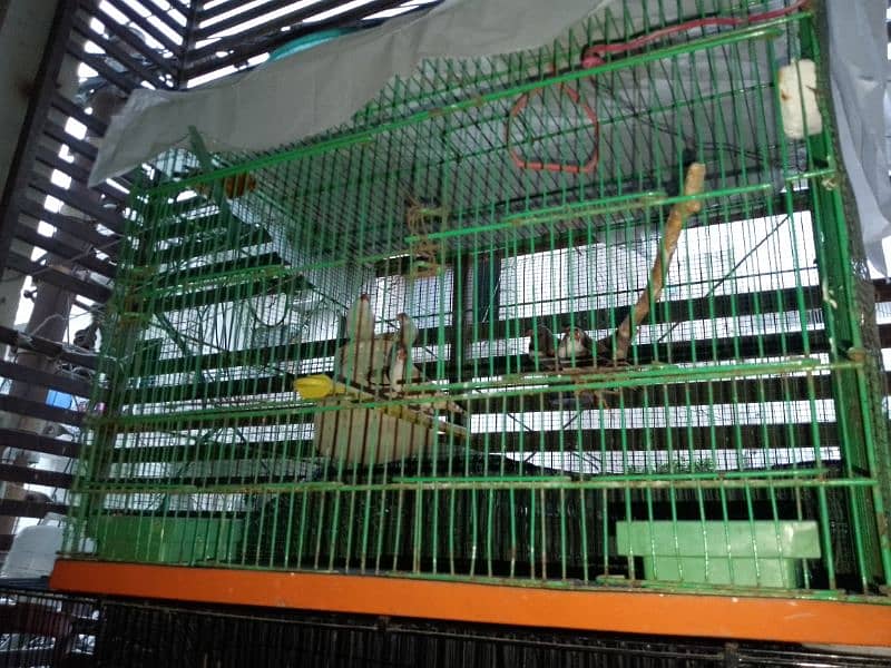 cages for sale 4