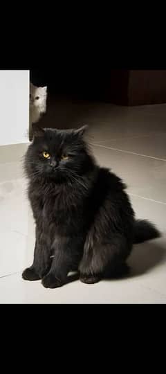 Black Persian male cat