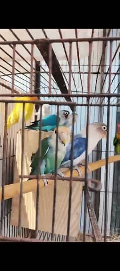 Love Birds 4 Breeder Pair exchange possible with aseel females