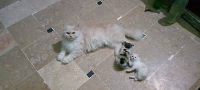 Persian triple coat Female breeder and 2 kittens 25 day