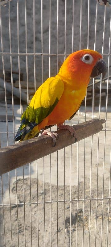 Sunconure Breeder Male With DNA Nail Tail Fly All Ok 0