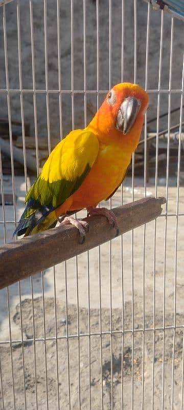 Sunconure Breeder Male With DNA Nail Tail Fly All Ok 1